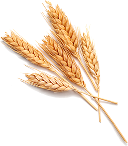 Germe de blé biologique français