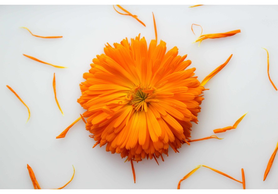 Huile de Calendula: L’élixir naturel pour une peau resplendissante