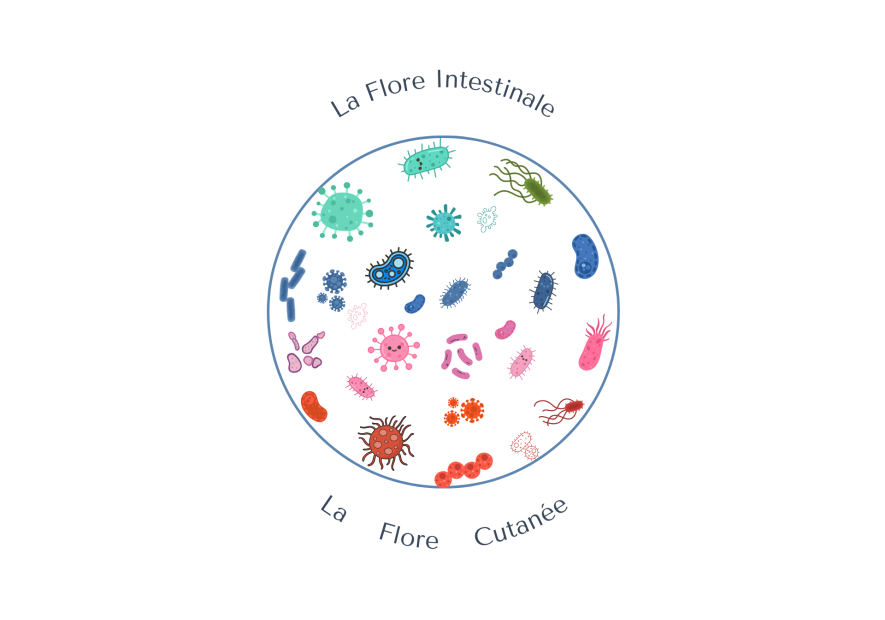 Flore Intestinale, Flore Cutanée : tout comprendre