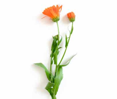 Calendula biologique français (fleur)​