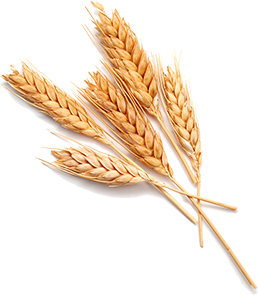 Germe de blé biologique français