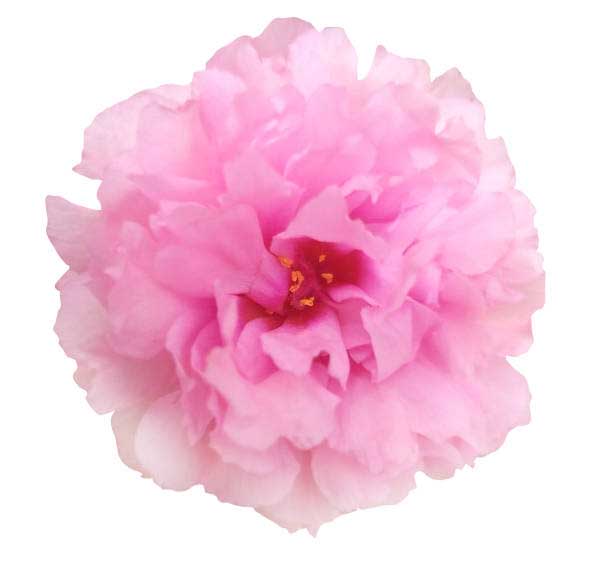 Rose de damas biologique (fleur)